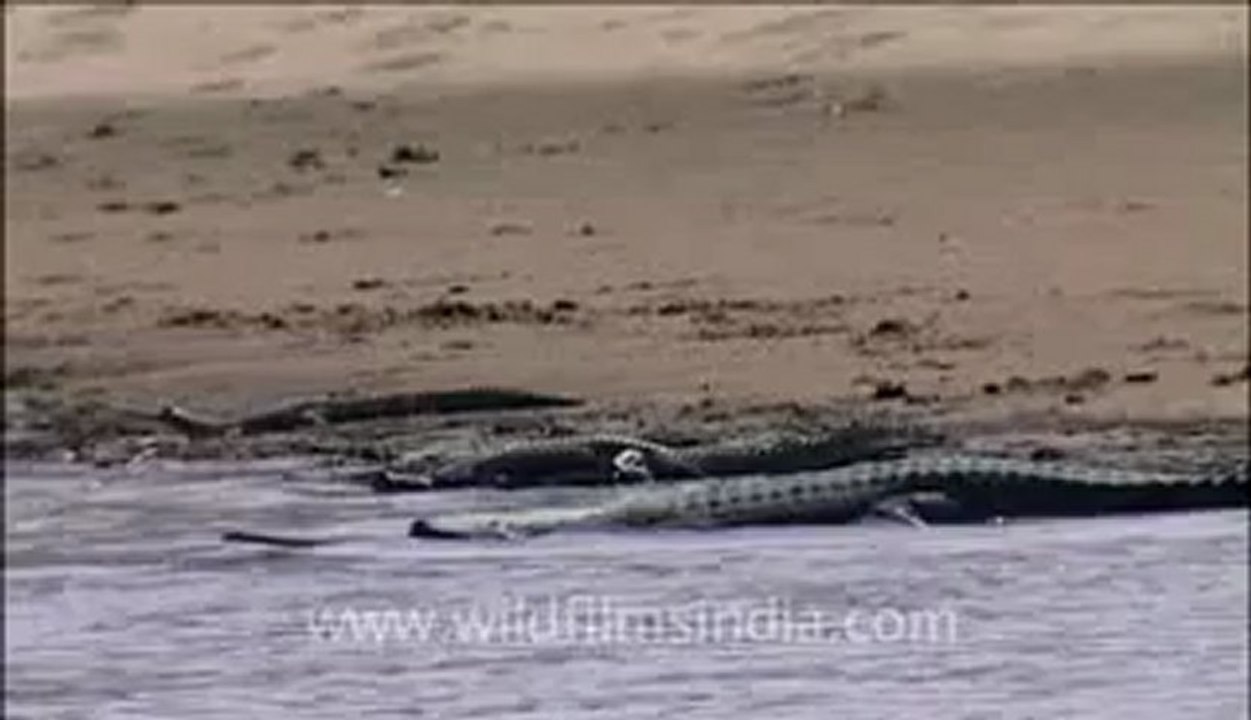 Chambal-6.flv