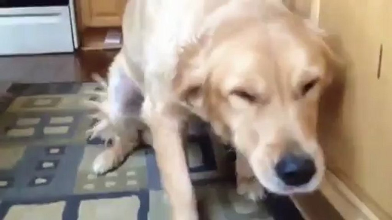 Un chien coupable