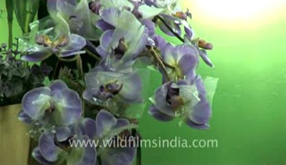 Chapchar Kut-fx-1-hdv-36.flv