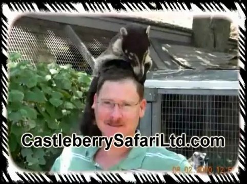 Genets For Sale TX | (512) 639-4087