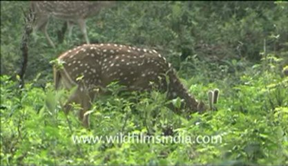 Corbett HDC 58-6.flv