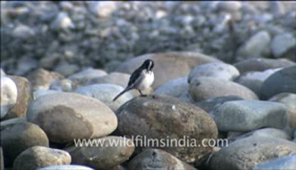 Corbett HDC 58-8.flv