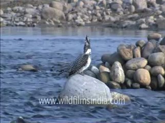 Corbett HDC-58-1.flv