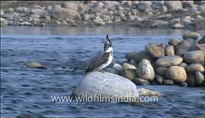 Corbett Hdc 58-7.flv