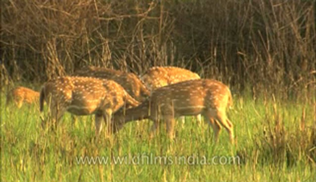 Corbett-HDC-93-3.flv
