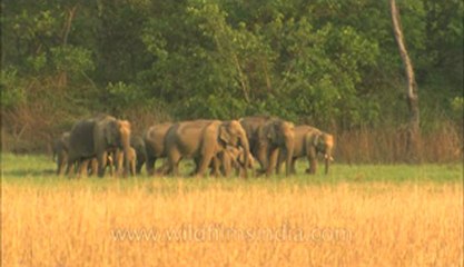 Corbett-HDC-93-4.flv