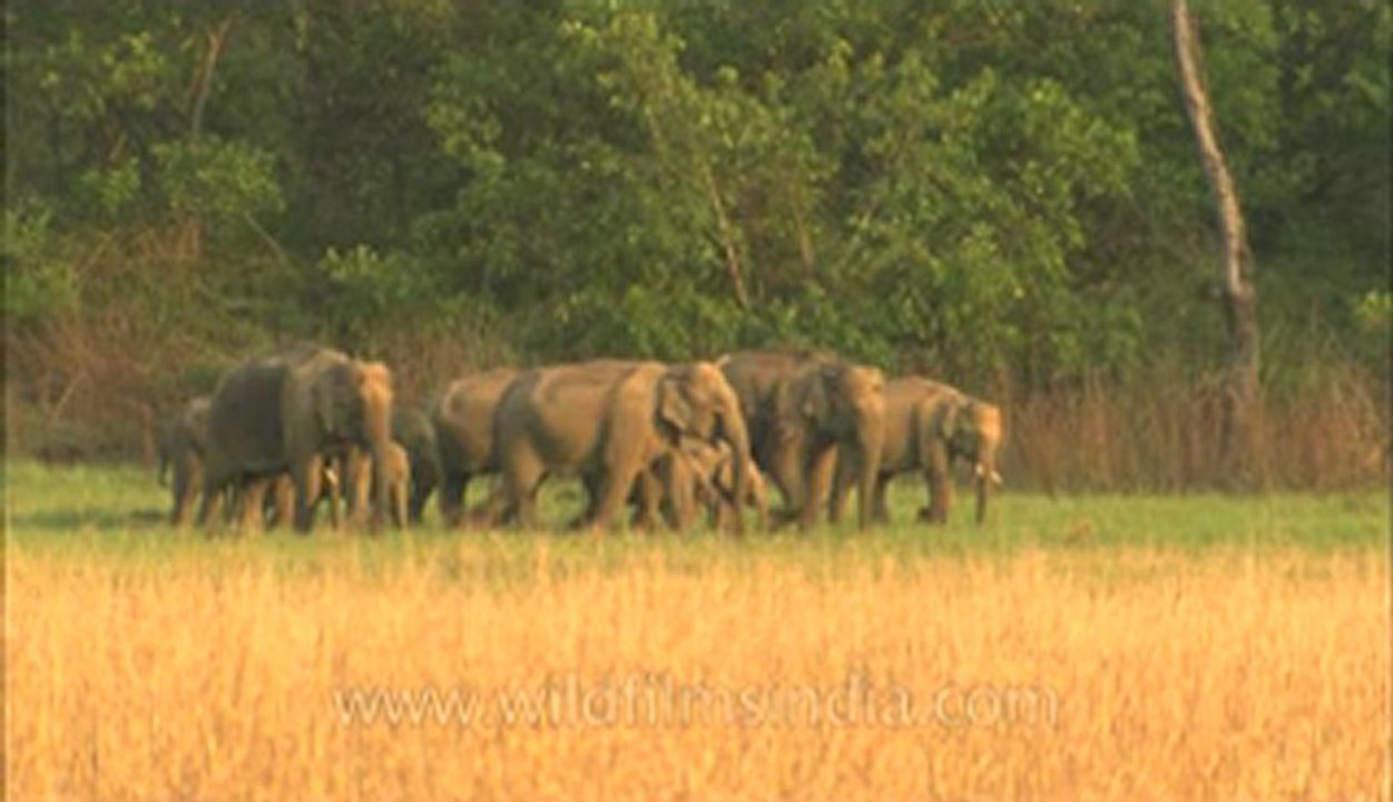 Corbett-HDC-93-4.flv