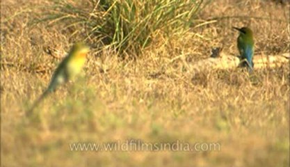 Corbett-hdc-93-18.flv