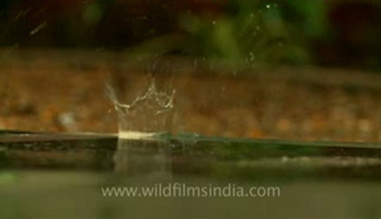 Crowns from falling water droplets.flv