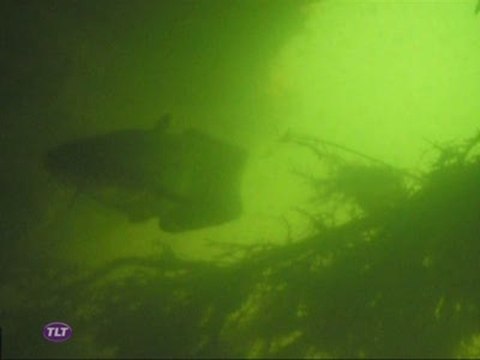 Silures : Des pigeons attaqués par des poissons (Toulouse)