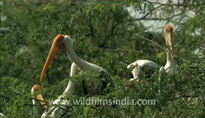 Delhi Zoo-birds-1.flv