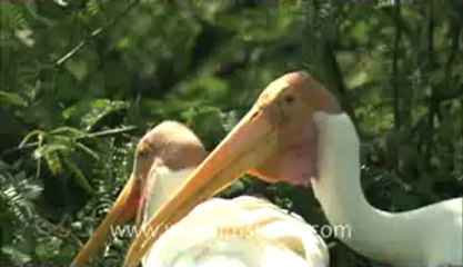Delhi Zoo-birds-6.flv