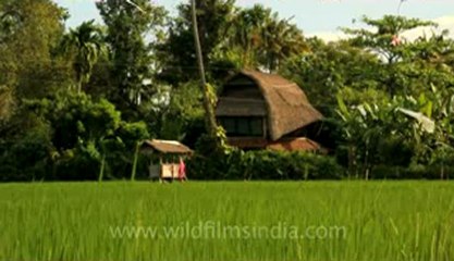 Indonesia-Bali-Denpasar-2.flv