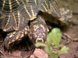 Delhi-star tortoise-mdv-376-11.flv