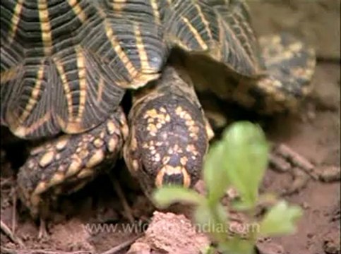 Delhi-star tortoise-mdv-376-11.flv