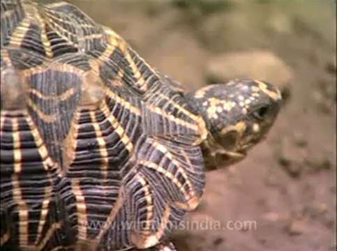 Delhi-star tortoise-mdv-376-12.flv