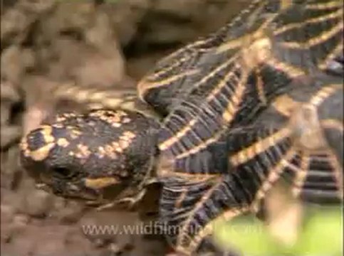 Delhi-star tortoise-mdv-376-13.flv