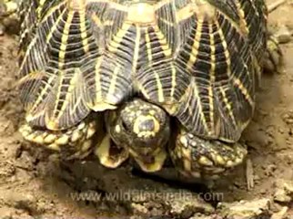 Delhi-star tortoise-mdv-376-2.flv