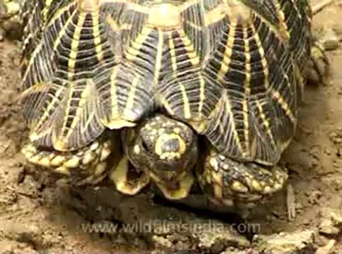 Delhi-star tortoise-mdv-376-2.flv
