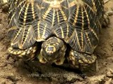 Delhi-star tortoise-mdv-376-3.flv