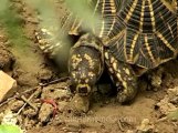 Delhi-star tortoise-mdv-376-6.flv