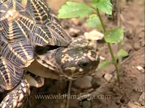 Delhi-star tortoise-mdv-376-8.flv