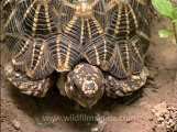 Delhi-star tortoise-mdv-376-9.flv