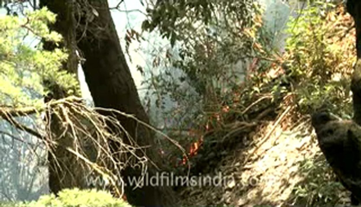 Forest fire-landour-2.flv