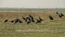 Gujarat-Bajana lake-bird-1.flv