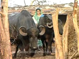 Gujarat-Gir-DVC-5c-2.flv