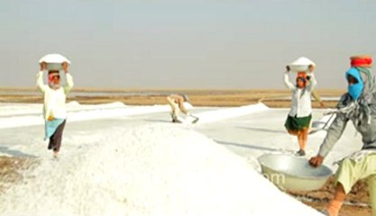 Gujarat-Salt collecting-3.flv