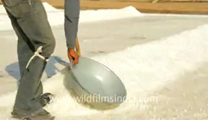 Gujarat-Salt collecting-5.flv