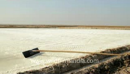 Gujarat-Salt collecting-6_001.flv