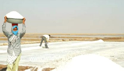Gujarat-Salt collecting-7.flv