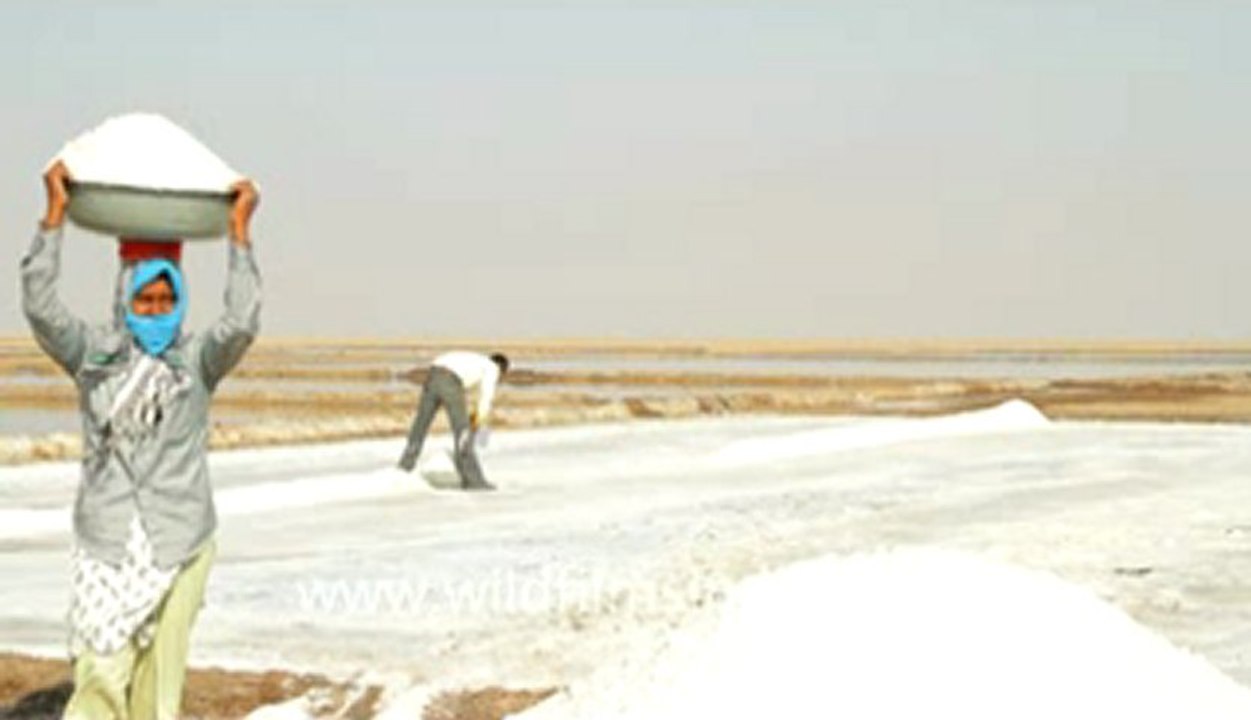 Gujarat-Salt collecting-7.flv