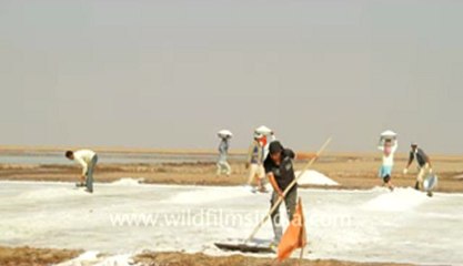Gujarat-Salt collecting-8.flv