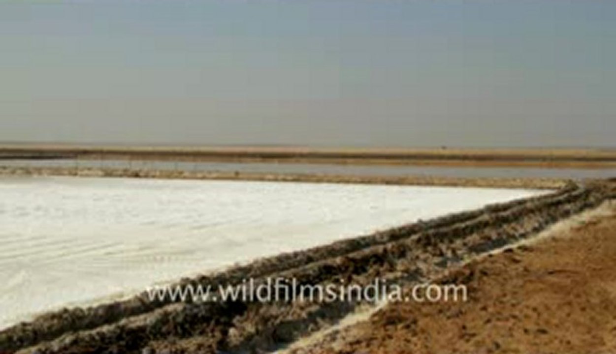 Gujarat-Salt collecting-9.flv