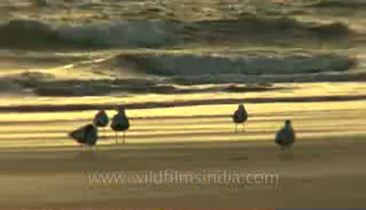 Gujarat-hdv-285.flv