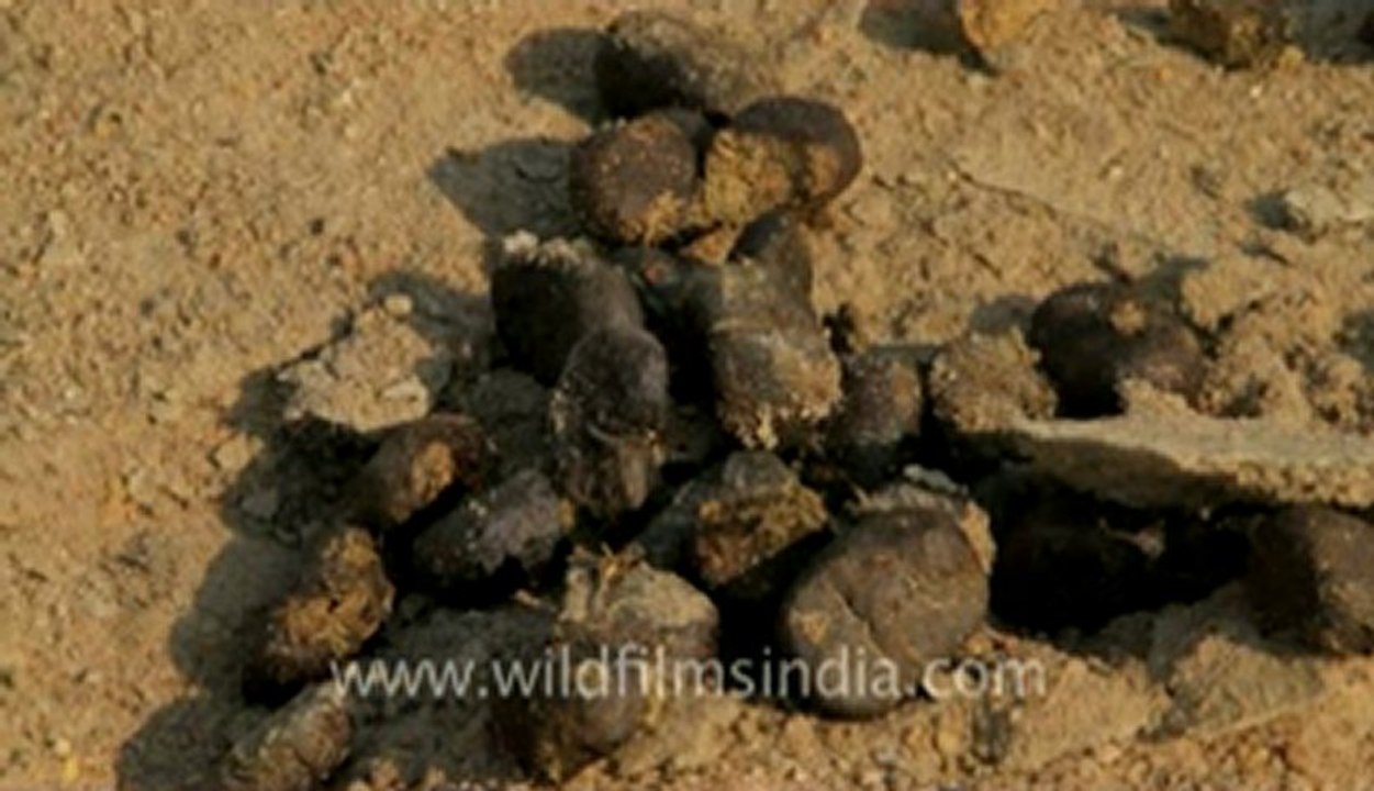 Gujarat-wild ass-1.flv