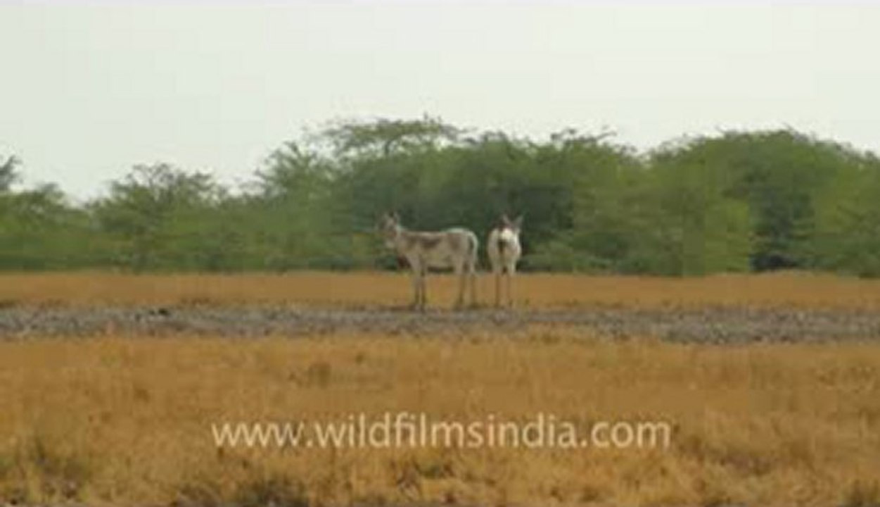 Gujarat-wild ass-2.flv