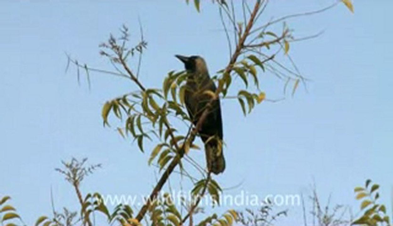 Indian crow.flv