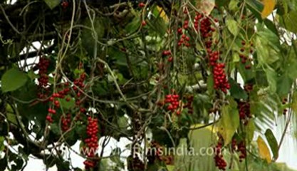 Indonesia-Bali-Canggu-1.flv