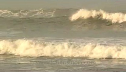 Indonesia-Bali-Surf-8.flv