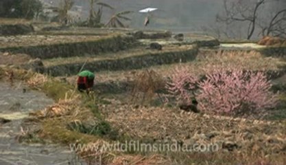 Jhum cultivation in Jakhama-Z-1-hdv-13-2.flv
