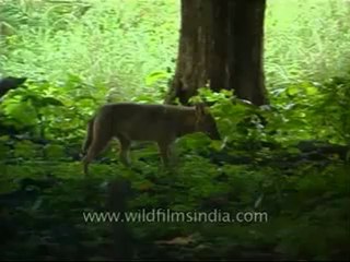 Kanha-animal-mdv-568-2.flv