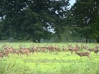 Kanha-deer-mdv-568-1.flv