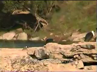 Ken river-birds-mdv-138-17.flv