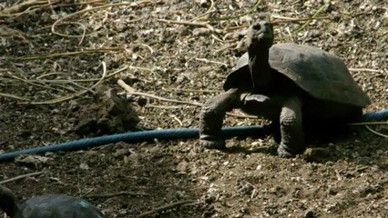 Tuer des rats pour sauver des tortues géantes