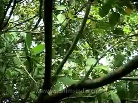 Kerala-backwaters-12.flv