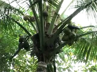 Kerala-backwaters-6.flv